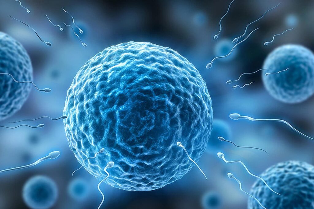 Oocyte sperm